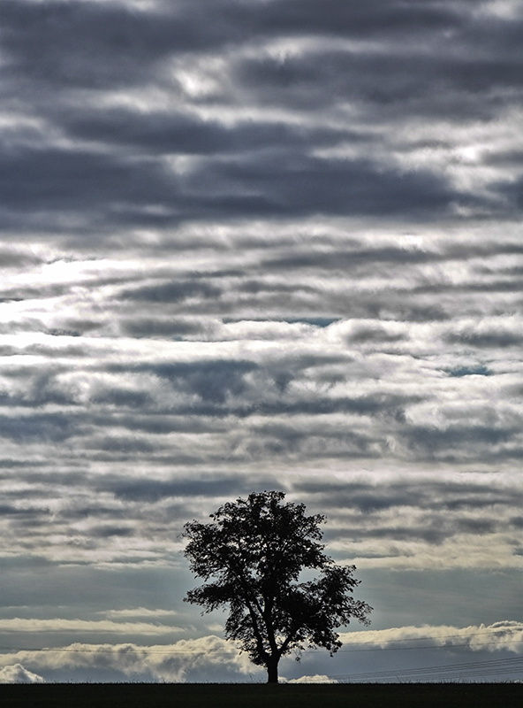 Baum Mecklenburgische Seenplatte SAM_4187 Kopie.jpg - Tolle Lichtstimmung während eines Spaziergang